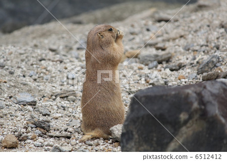 Ogro Prairie dog 6512412