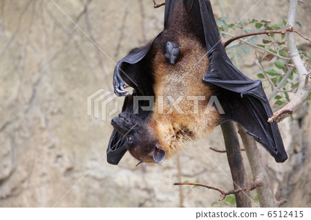 Indian flying bat 6512415