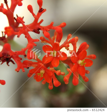 Jatropha podagr 6512424
