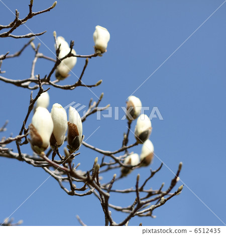 Kobushi Kobushi 6512435