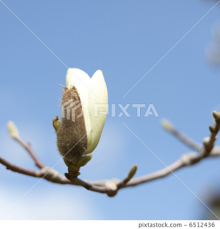 Kobushi Kobushi 6512436