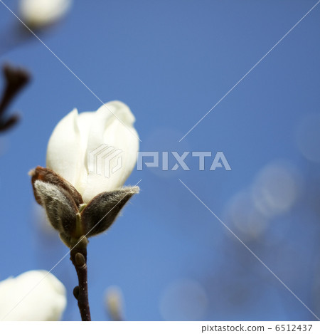 Kobushi Kobushi 6512437