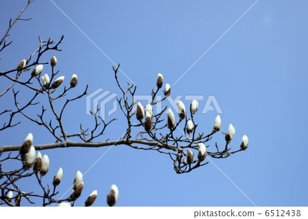 Kobushi Kobushi 6512438