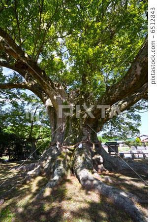 Ozama's great Zelkova 6512843