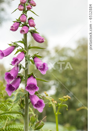 螢火蟲刷 6512884