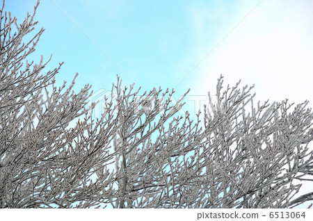 霧冰花 霧冰花 6513064