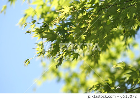 Fresh green maple Fresh green maple 6513072