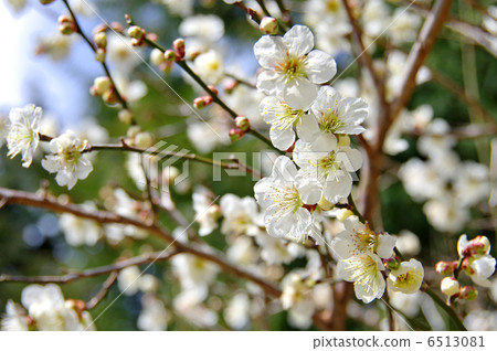 圖庫照片: 白梅花 梅 植物