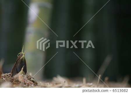 Bamboo shoots bamboo shoots Bamboo shoots bamboo shoots 6513082