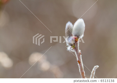 Feline Willi Feline Willi 6513138