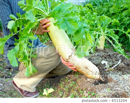 Harvested large radish 6513204