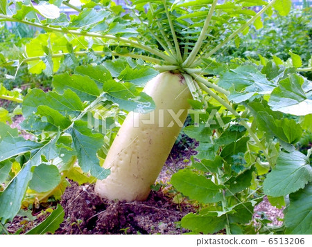 領域藍色脖子daikon 6513206