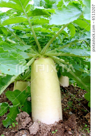 領域藍色脖子daikon 6513207