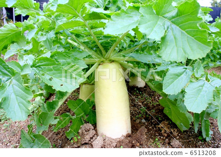 領域藍色脖子daikon 6513208