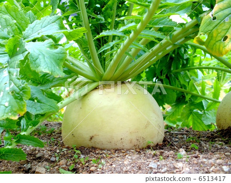 Shrine of the field Daikon 6513417