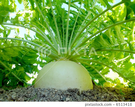 Shrine of the field Daikon Shrine of the field Daikon 6513418