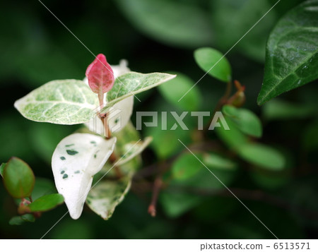 發芽深綠色的發芽 6513571