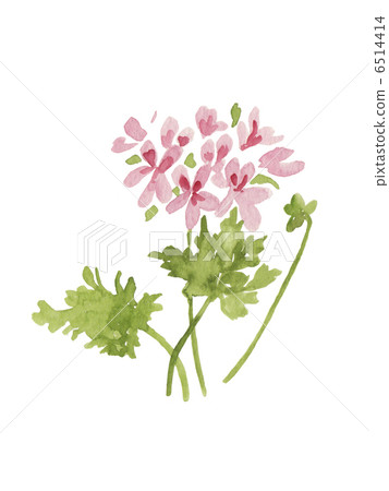 Geranium 6514414