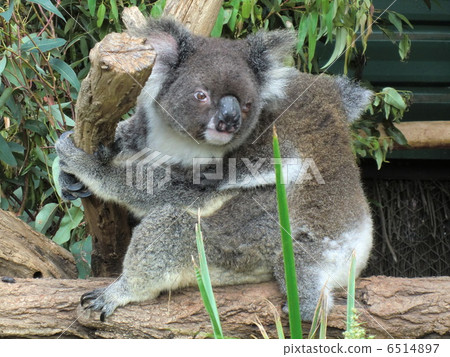 Koala parent and child Koala parent and child 6514897