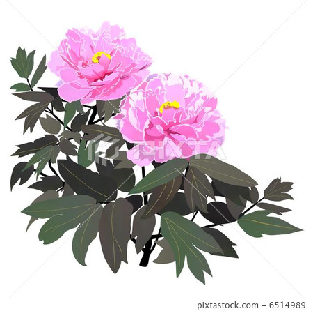 Peony 6514989