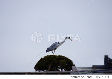 Ao juice is aiming for a carp in a pond. Ao juice is aiming for a carp in a pond. 6514991