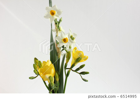 Japan Narcissus and Freesia (Horizontal center) 6514995