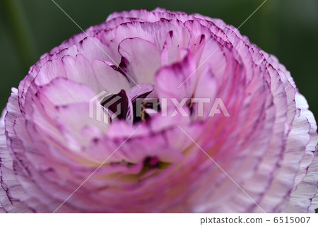 毛茛屬（白皮科蒂） 6515007