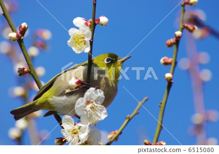 White-eye White-eye 6515080