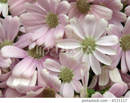 Cineraria Cineraria 6515117