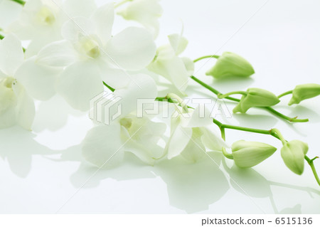 蝴蝶蘭 蝴蝶蘭 6515136