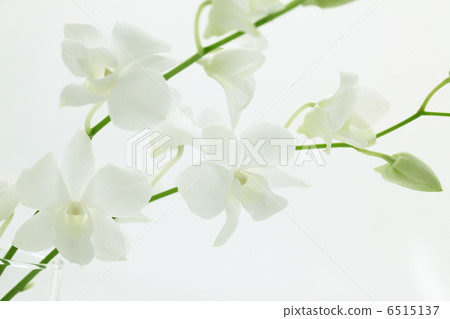 蝴蝶蘭 蝴蝶蘭 6515137