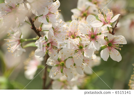 Apple Apple俱樂部 6515141