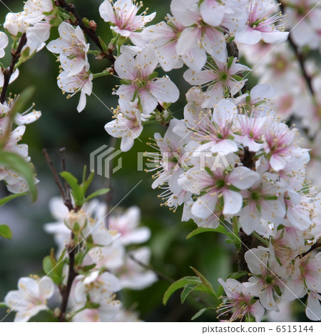 Apple Apple俱樂部 Apple Apple俱樂部 6515144