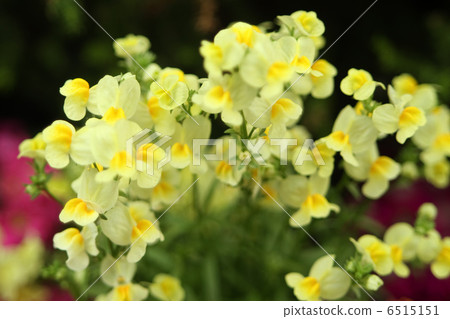 Linaria 6515151