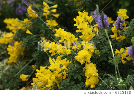 Enishida和蕾絲薰衣草 6515188