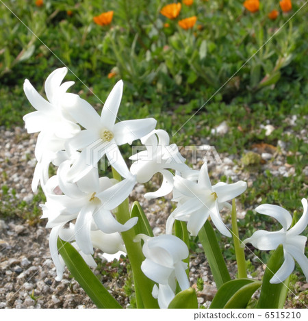 Hyacinth 6515210