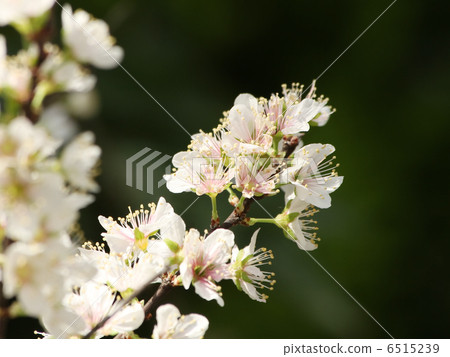 Apple Apple俱樂部 6515239