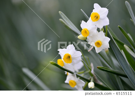 Narcissus Narcissus 6515511