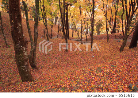 Autumn leaves of Iimoriyama 6515615
