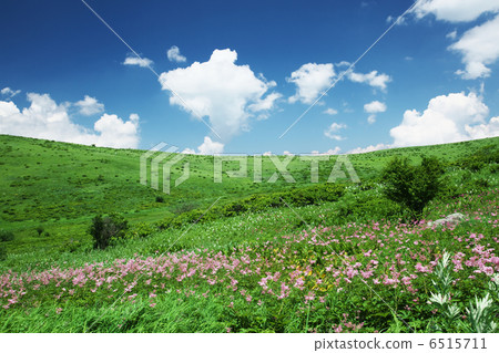 Prairie flower garden Prairie flower garden 6515711