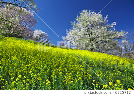 Rape blossoms and cherry blossoms 6515712