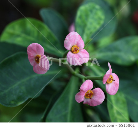 Hanakilin Hanakilin 6515801