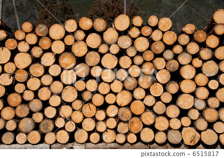 Thinned timber of hinoki 6515817
