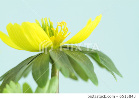 Yellow flower regrowth flowering in early spring 6515843