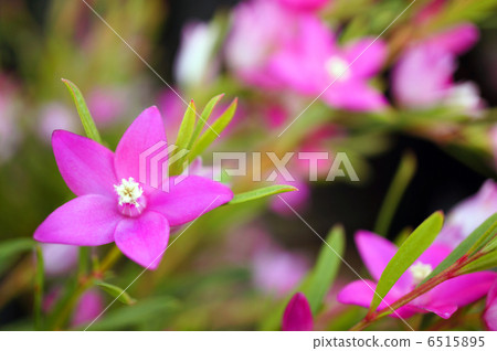 粉色南十字星 6515895