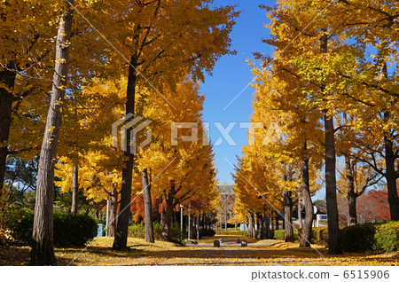 繼縣立文化中心銀杏水庫美圖市之後 繼縣立文化中心銀杏水庫美圖市之後 6515906
