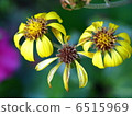 Tsuwabuki flower 6515969