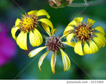 wa花 wa花 6515969