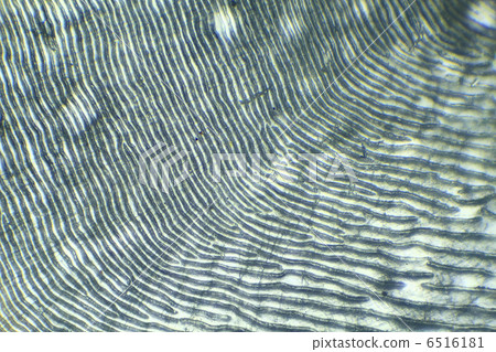 Fish scales under the microscope 6516181