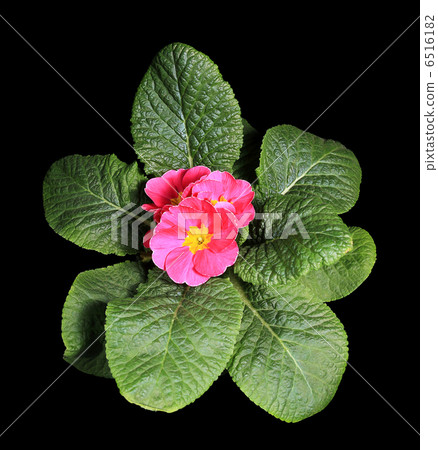 Flowering pink primula on the black background Flowering pink primula on the black background 6516182